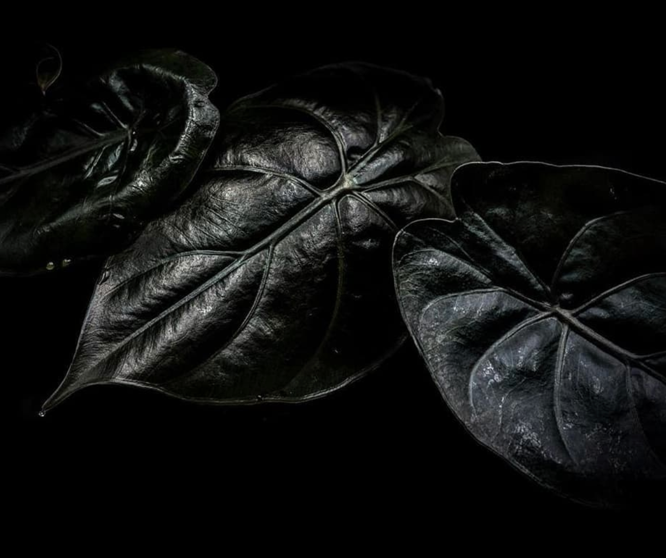 interview plant addict #9 darkplantmatter