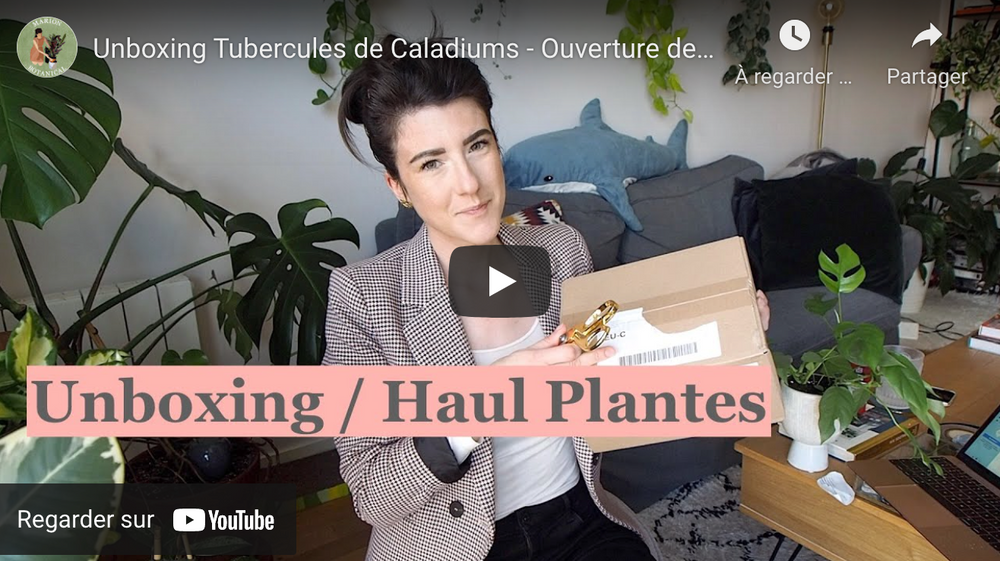 MarionBotanical - Unboxing Tubercules de Caladiums - Ouverture de colis / Haul Plantes