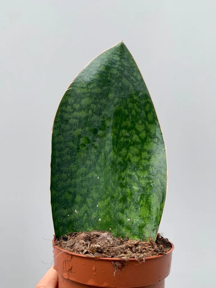 Entretien - Sansevieria grandis big leaf