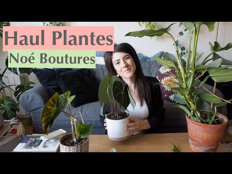 Marion Botanical - Haul Plantes Rares (Noé bouture)