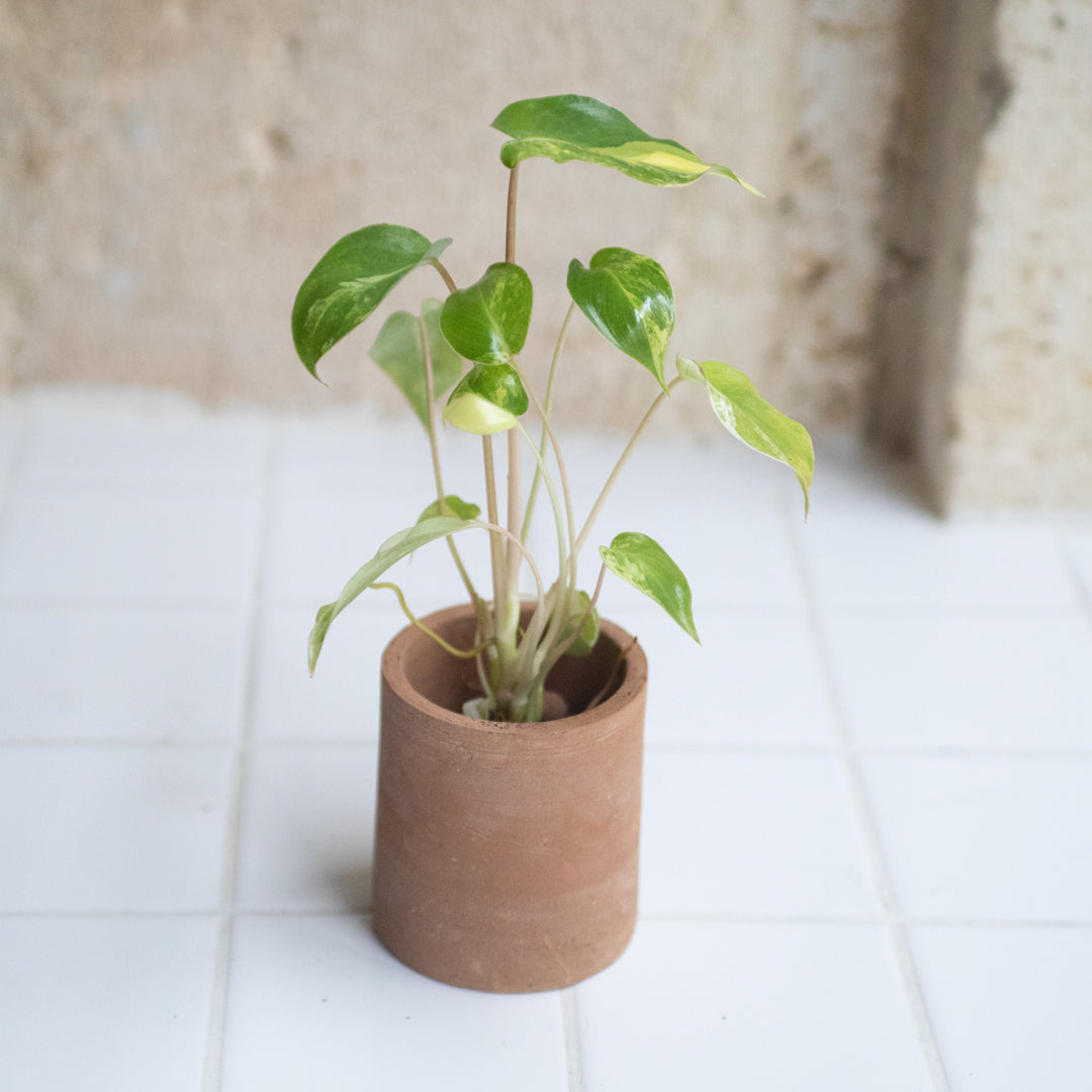 Philodendron Burle Marx + Cache-pot cylindre terracotta