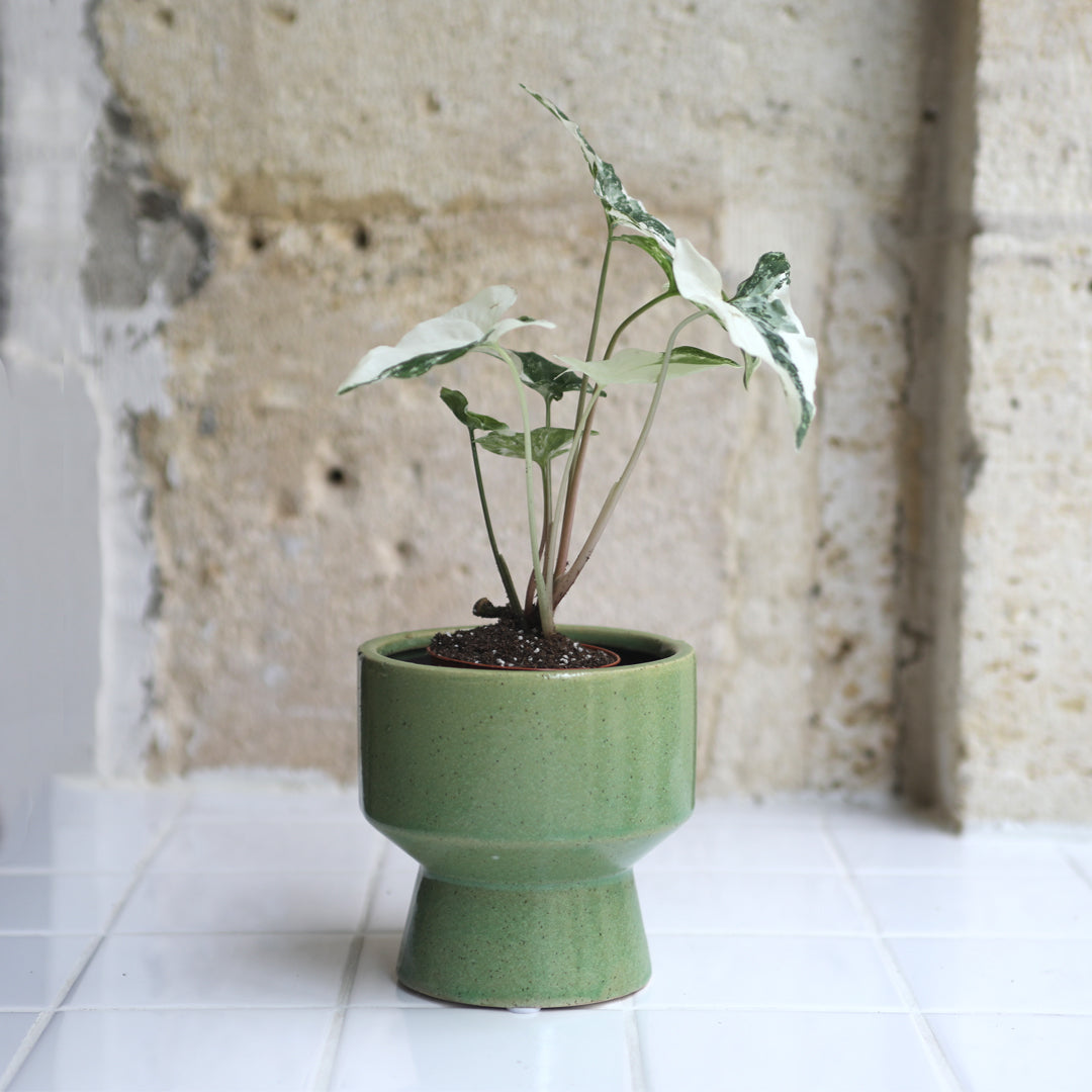 Syngonium variegata + Cache-pot Barney