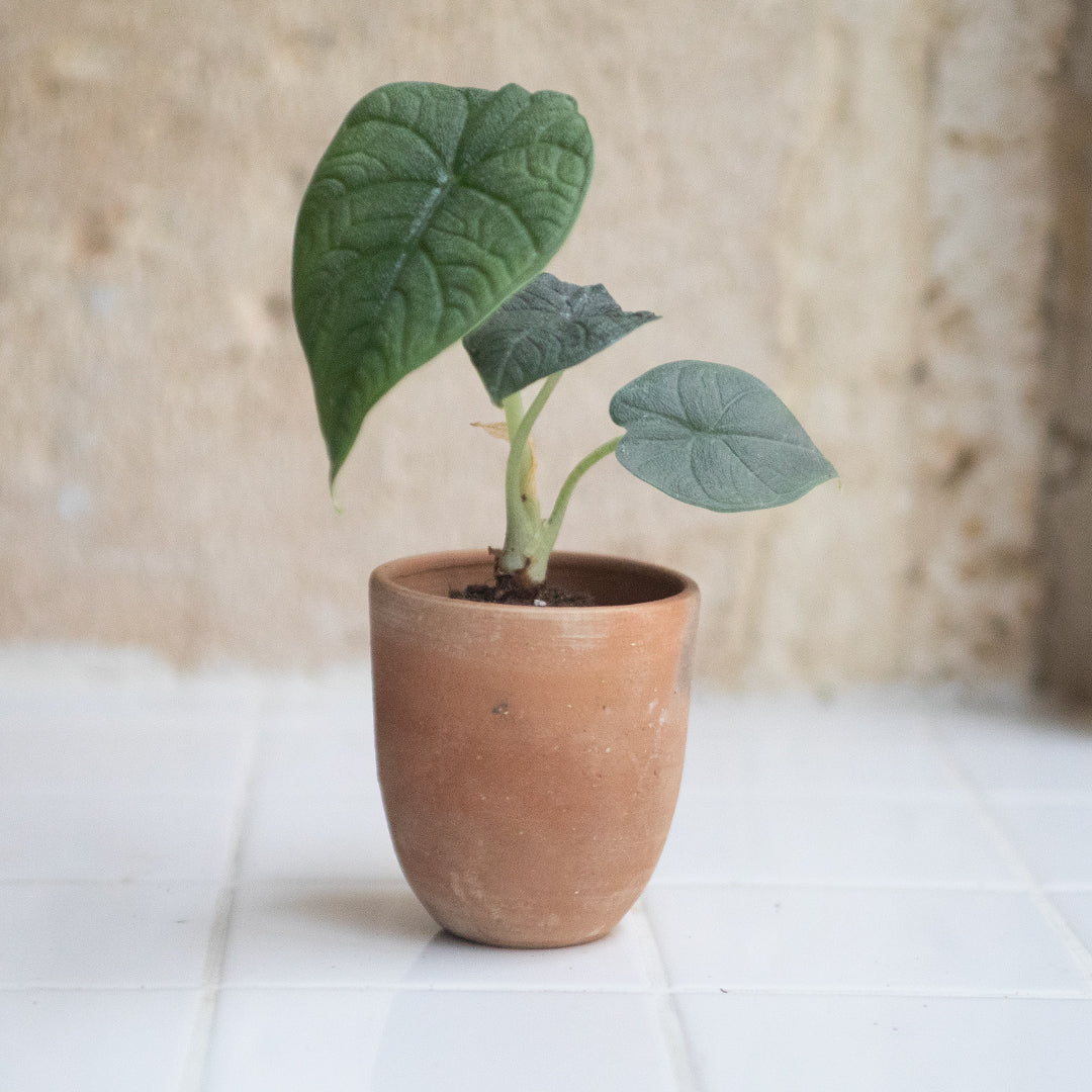 Alocasia Melo + Cache-pot Tiny pot rond