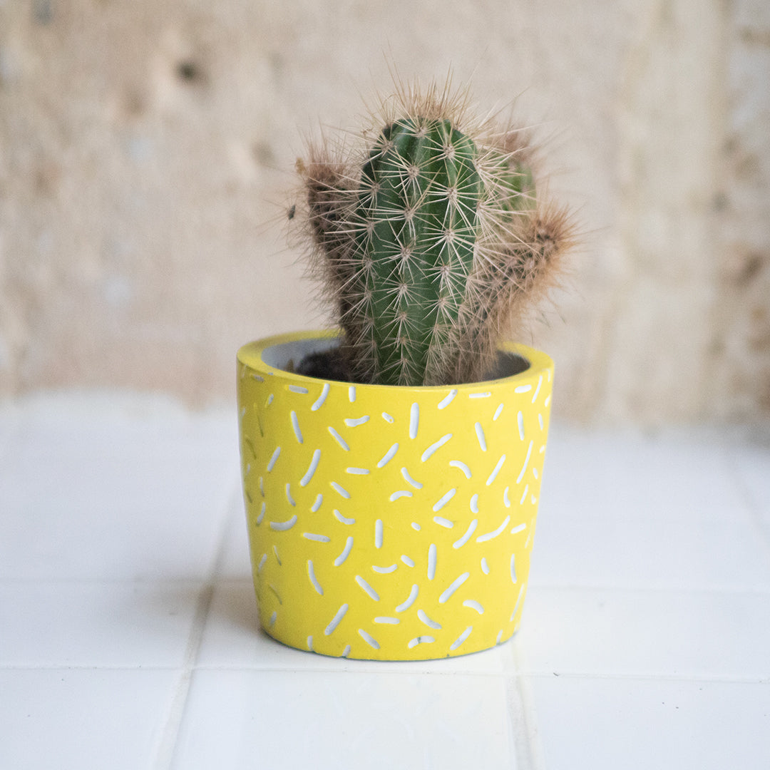 Cactus + Cache-pot jaune Confettis