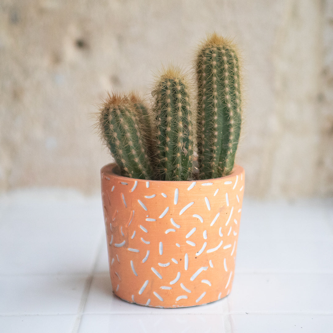 Cactus + Cache-pot Confettis orange