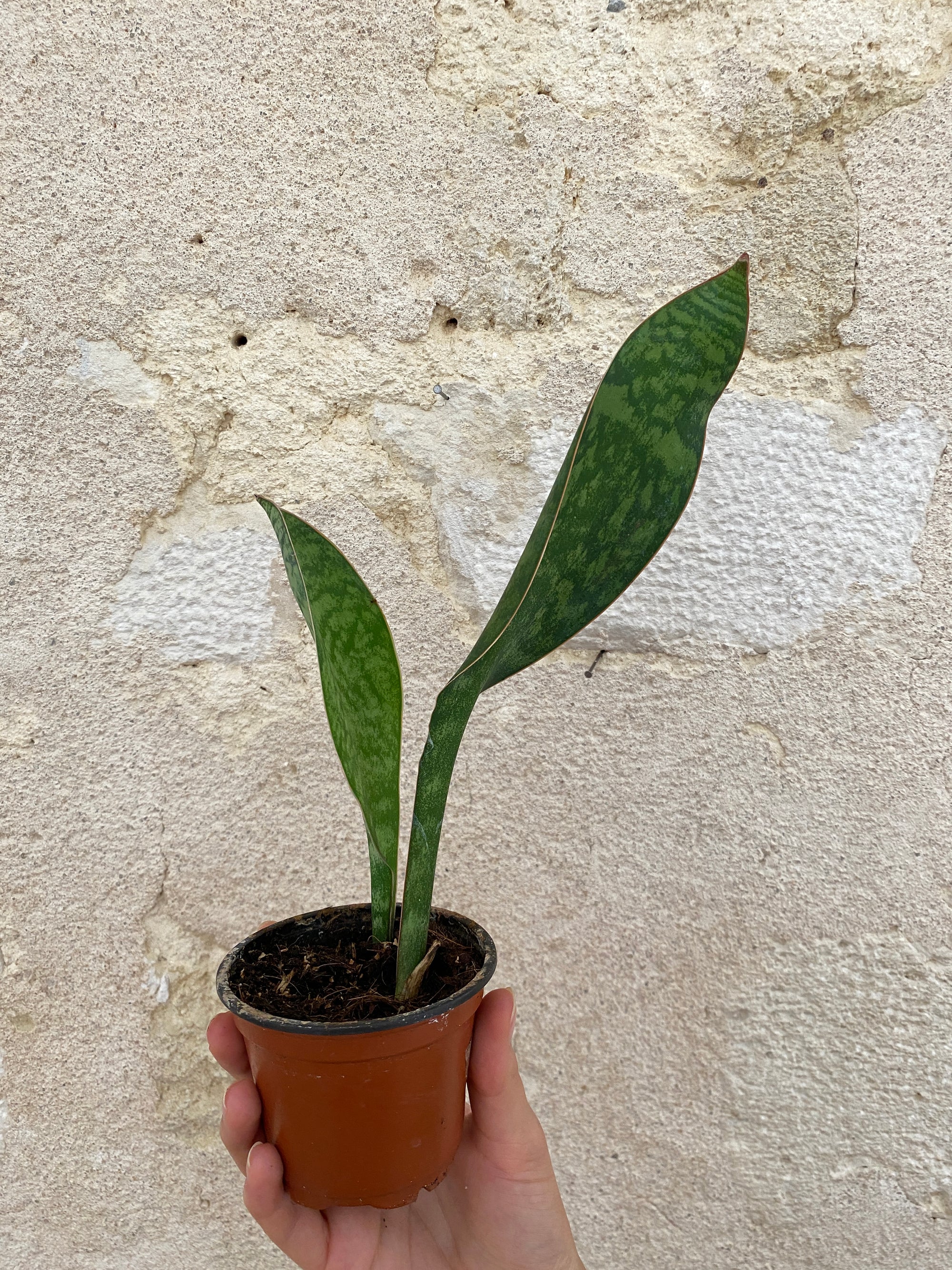 Sansevieria grandis big leaf - imparfaite