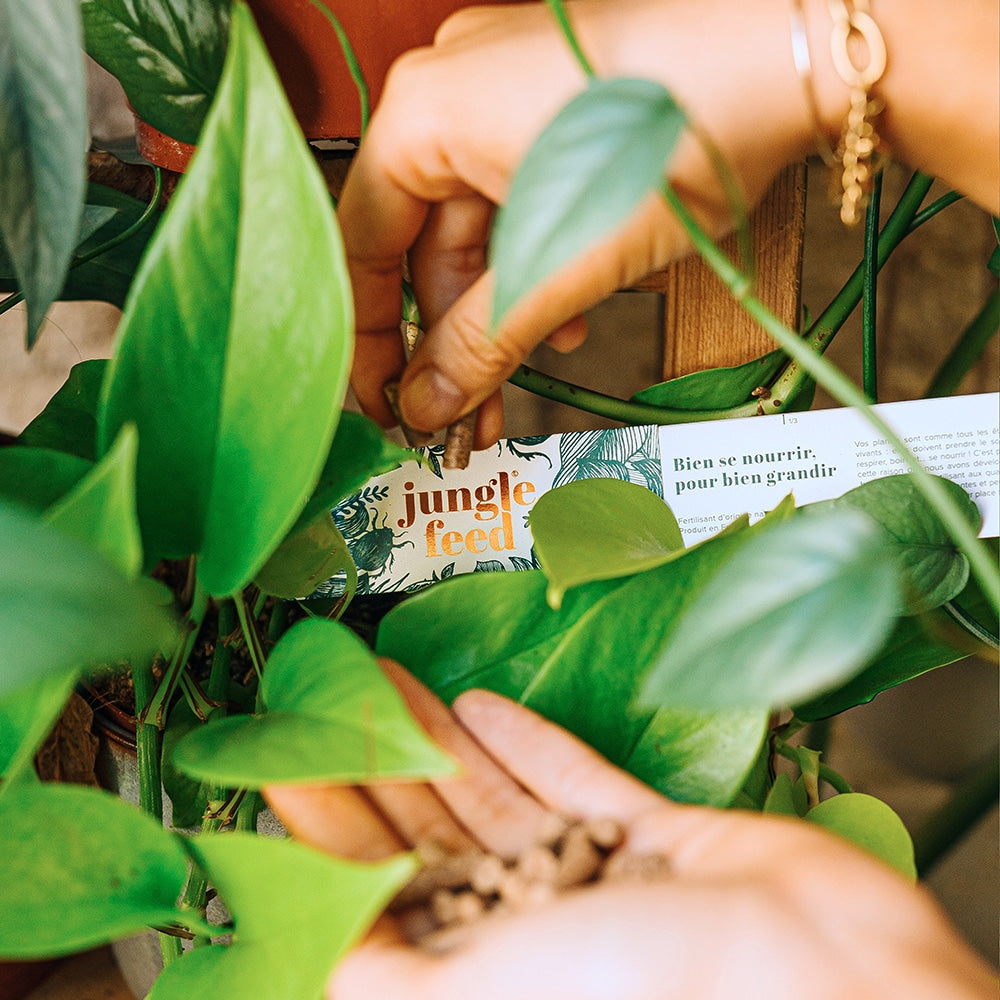 Jungle Stick - Fertilisants 100% naturels à base de frass d’insecte