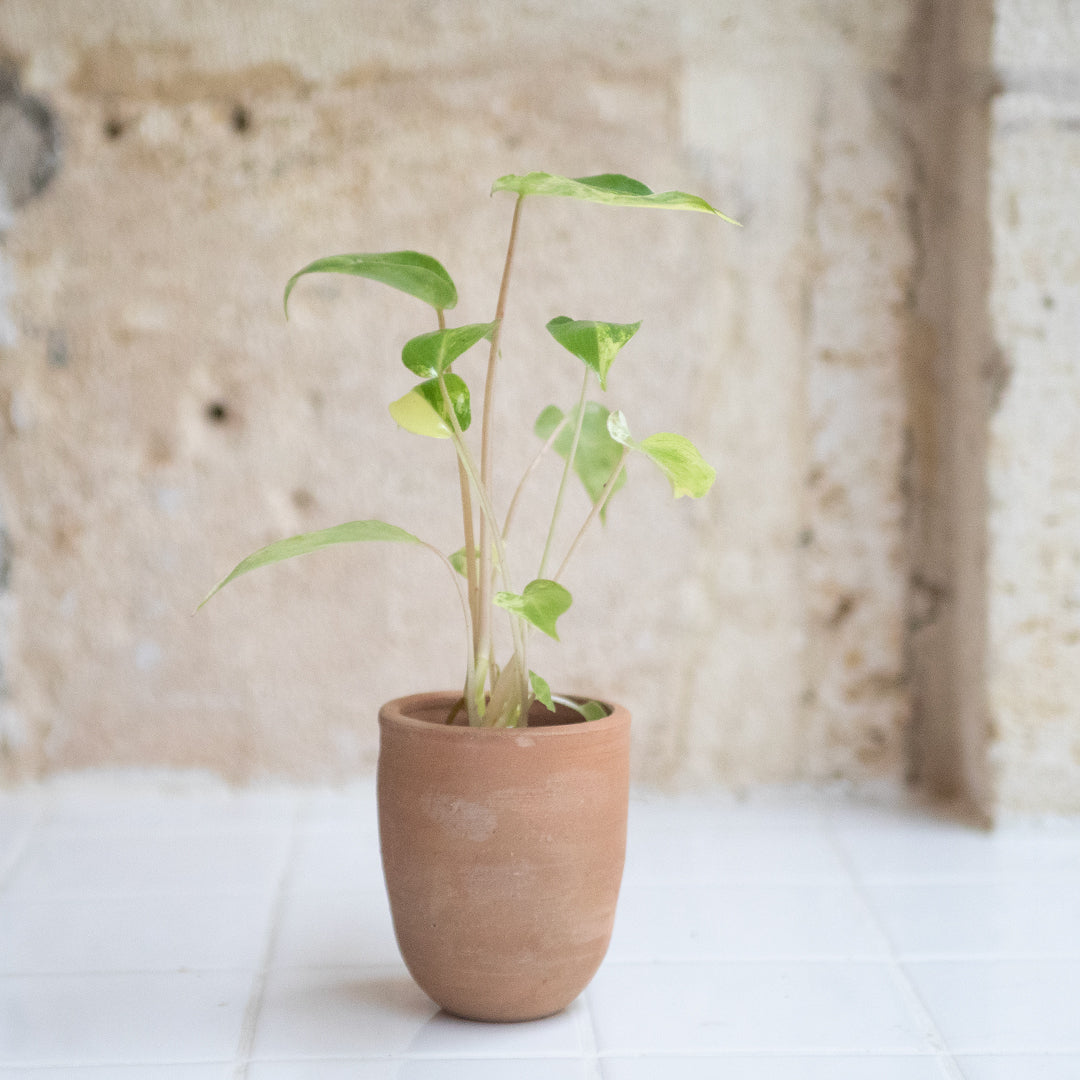 Philodendron Burle Marx variegata + Cache-pot Tiny pot rond