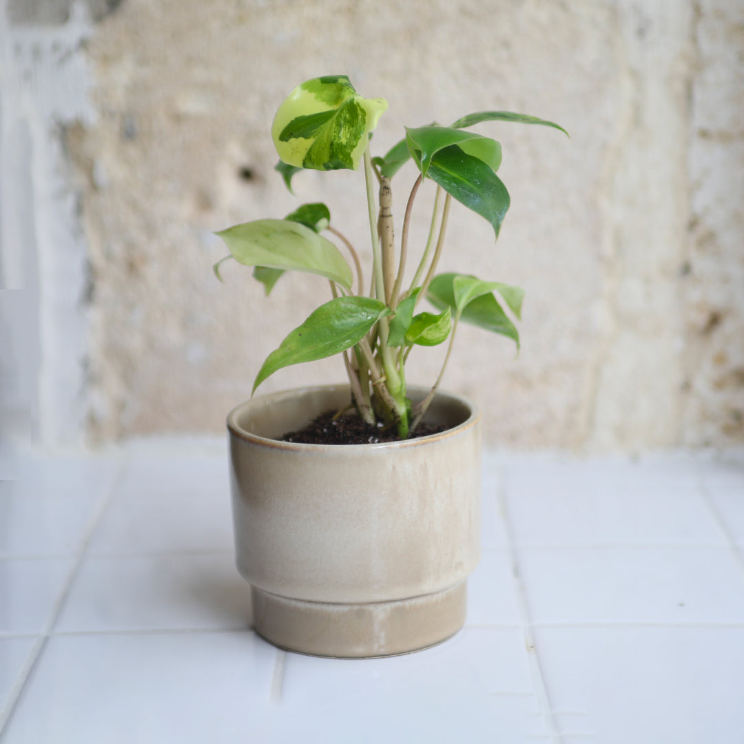 Philodendron Burle Marx Variegata + Cache-pot Nono caramel
