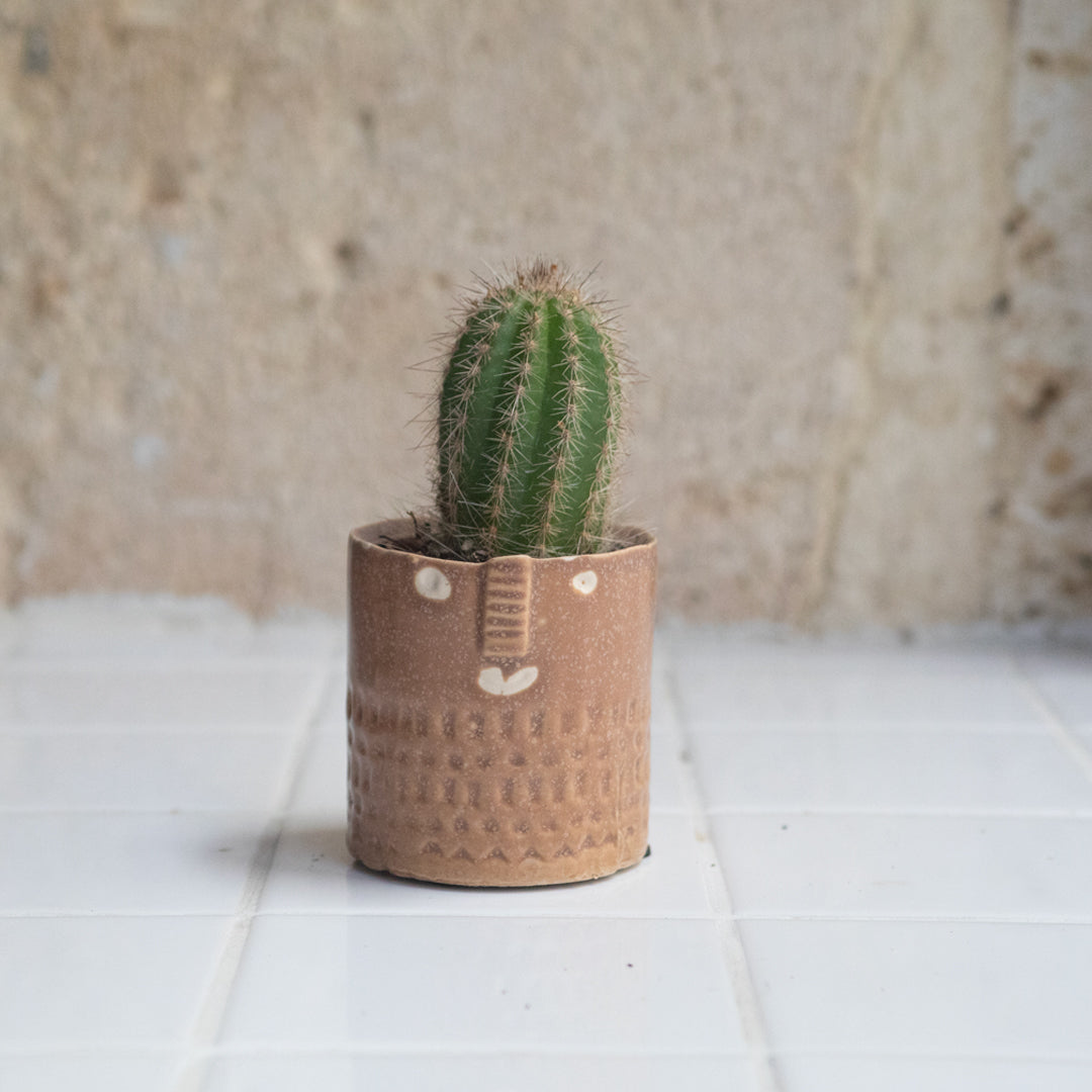 Cactus avec pot Zamora