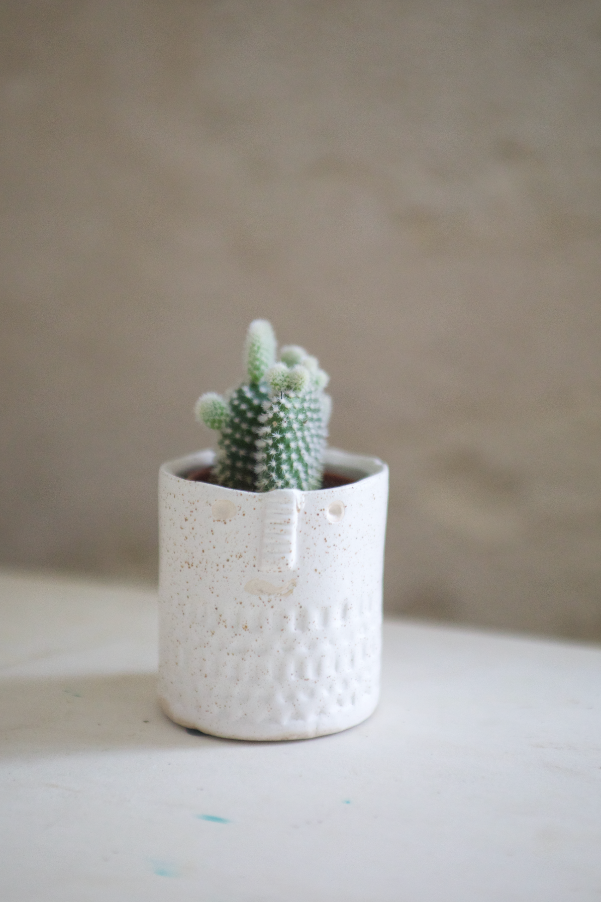 Cactus avec pot Zamora