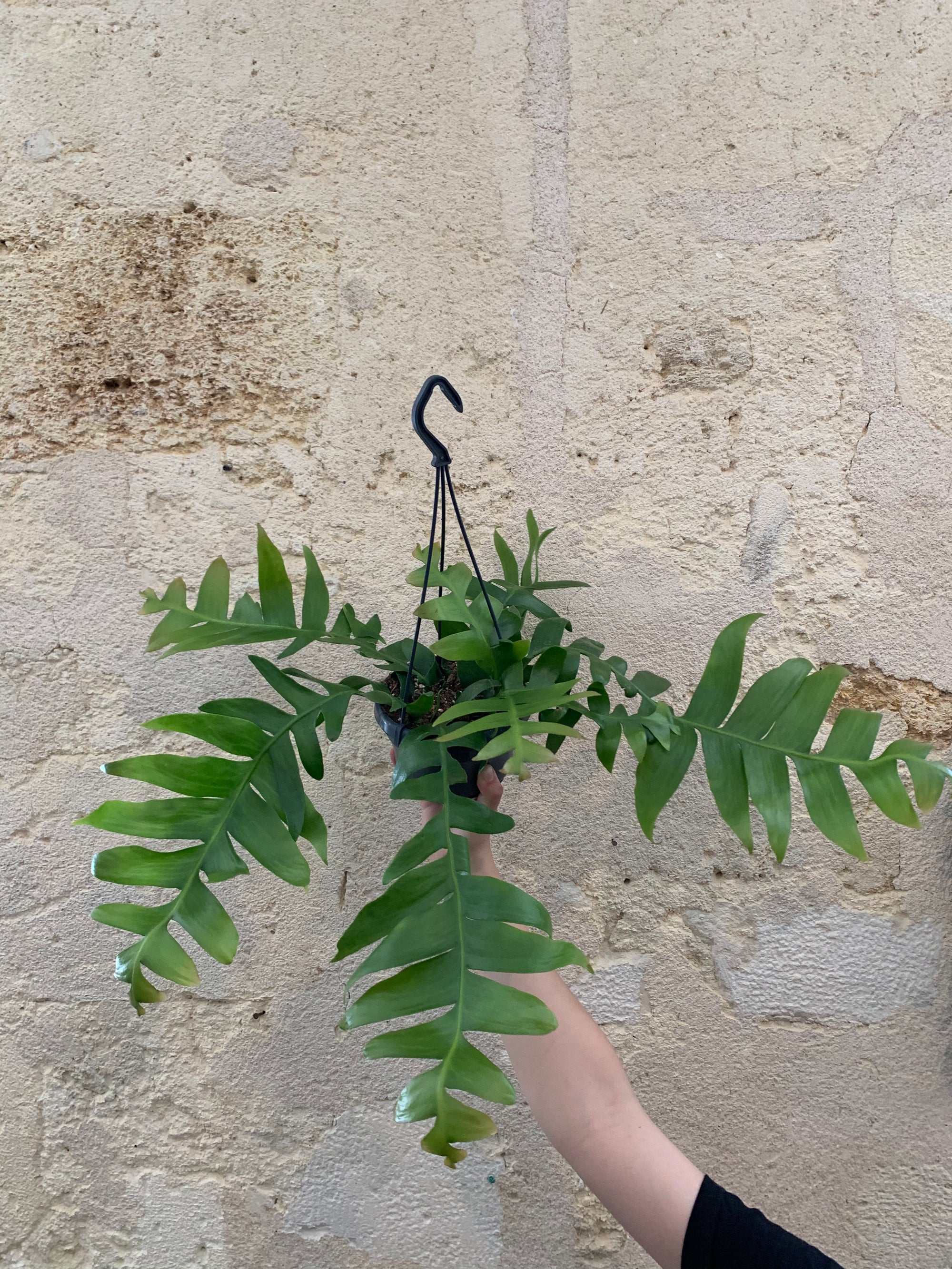 epiphyllum chrysocardium