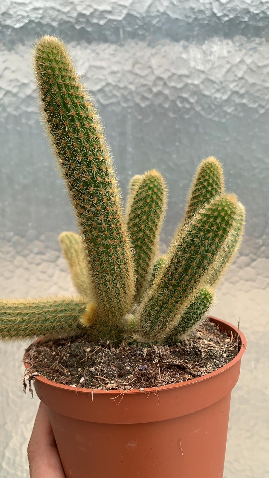 Cactus Hildewintera Aureispina