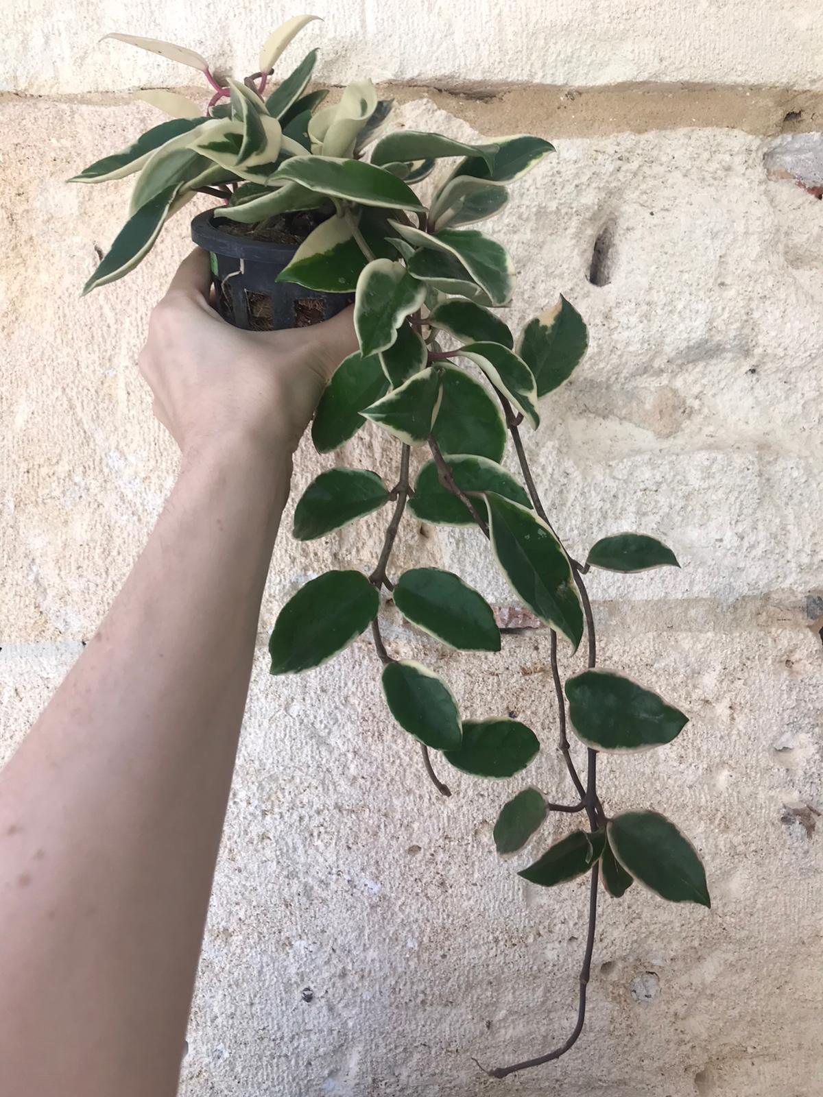 Hoya Carnosa albomarginata