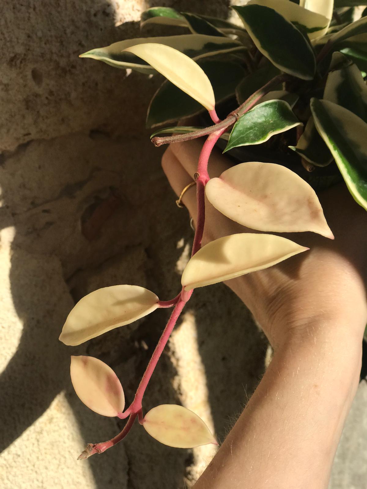 Hoya Carnosa albomarginata