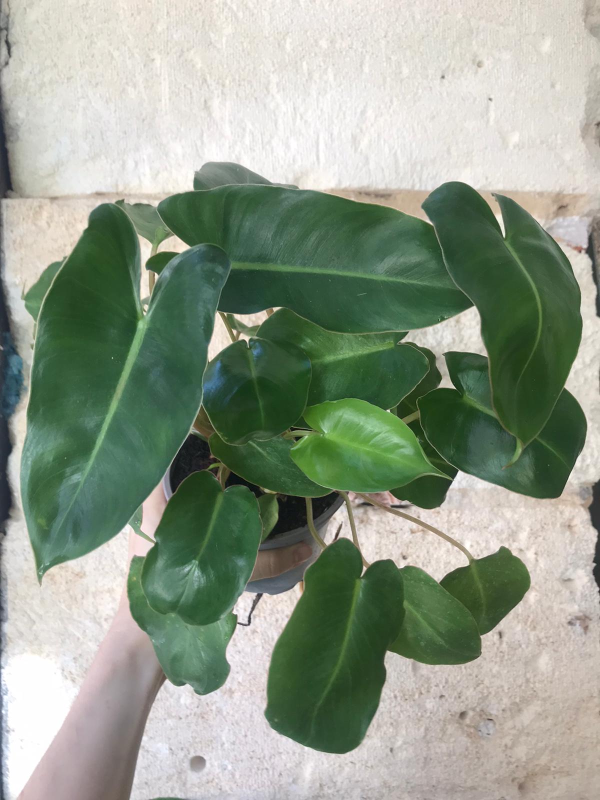Philodendron Burle Marx