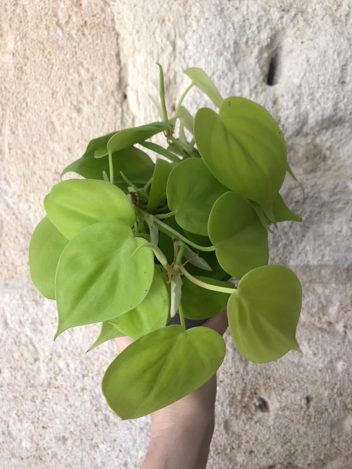 Philodendron Hederaceum ‘Lemon Lime’