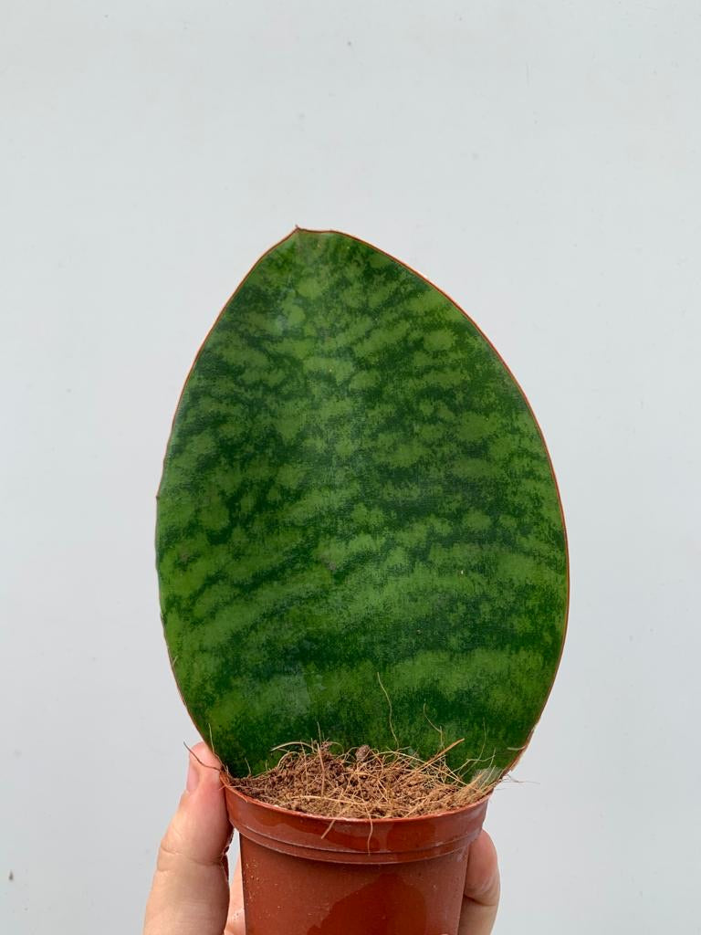 sansevieria grandis big leaf