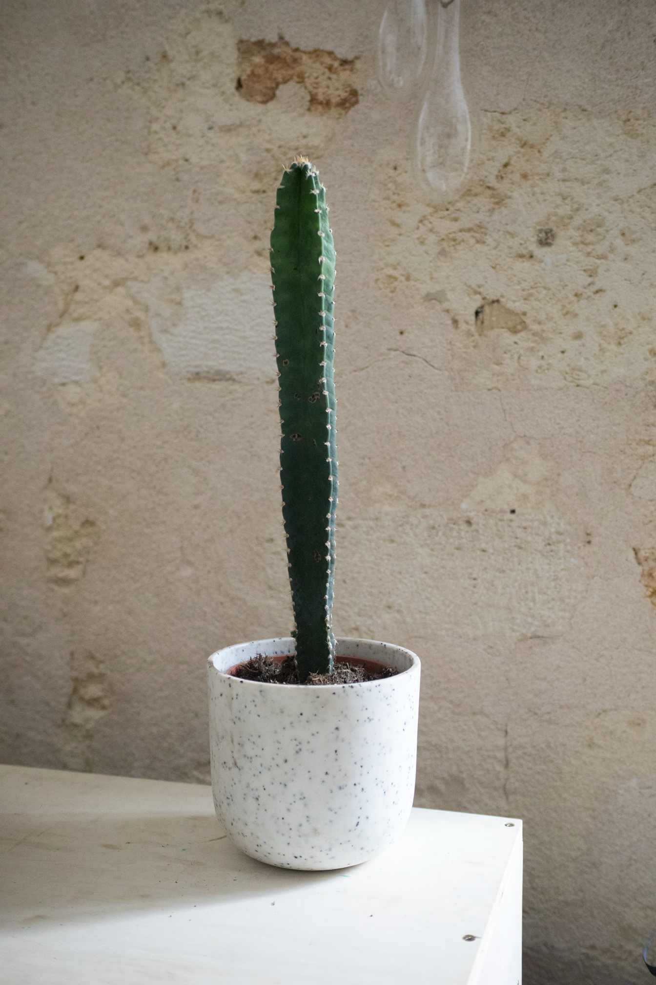 Cereus 'Peruvianus' - imparfait