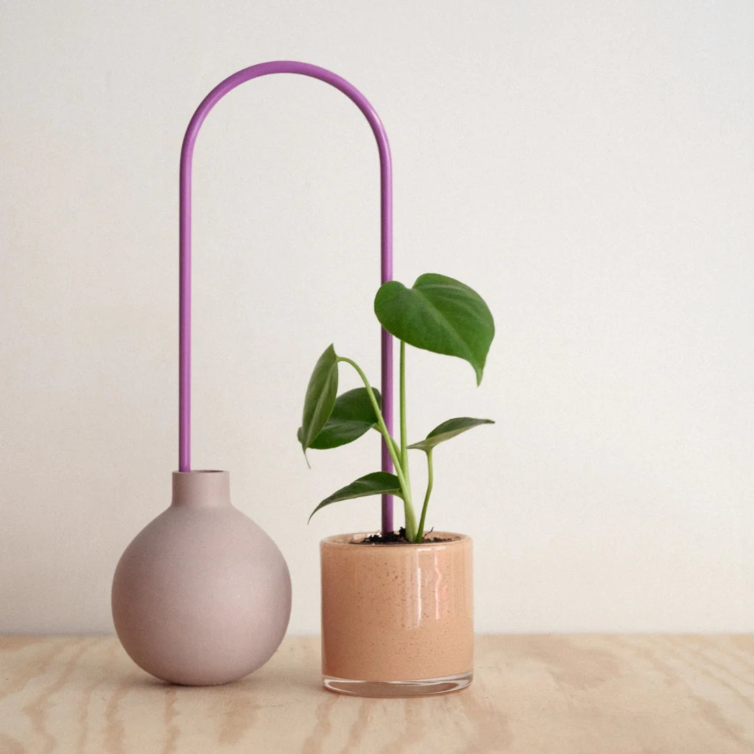 Paille pour plantes - Plantstraws purple